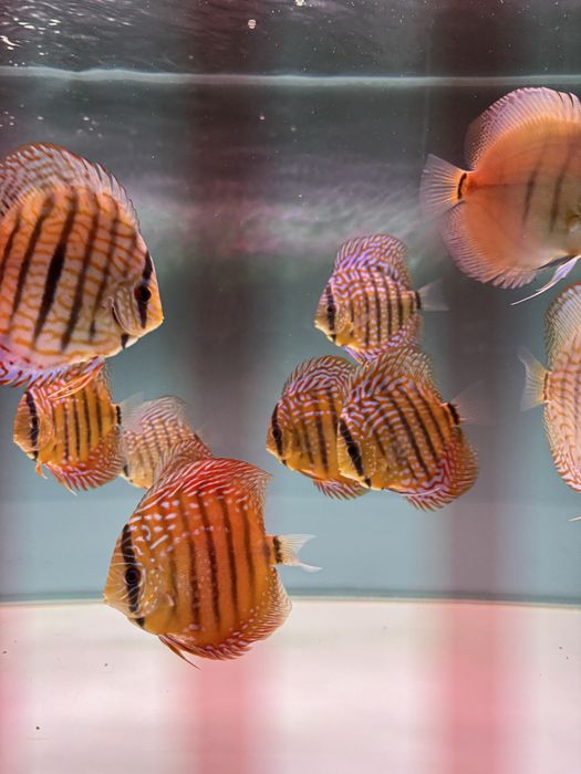 Peixes DISCUS saudáveis