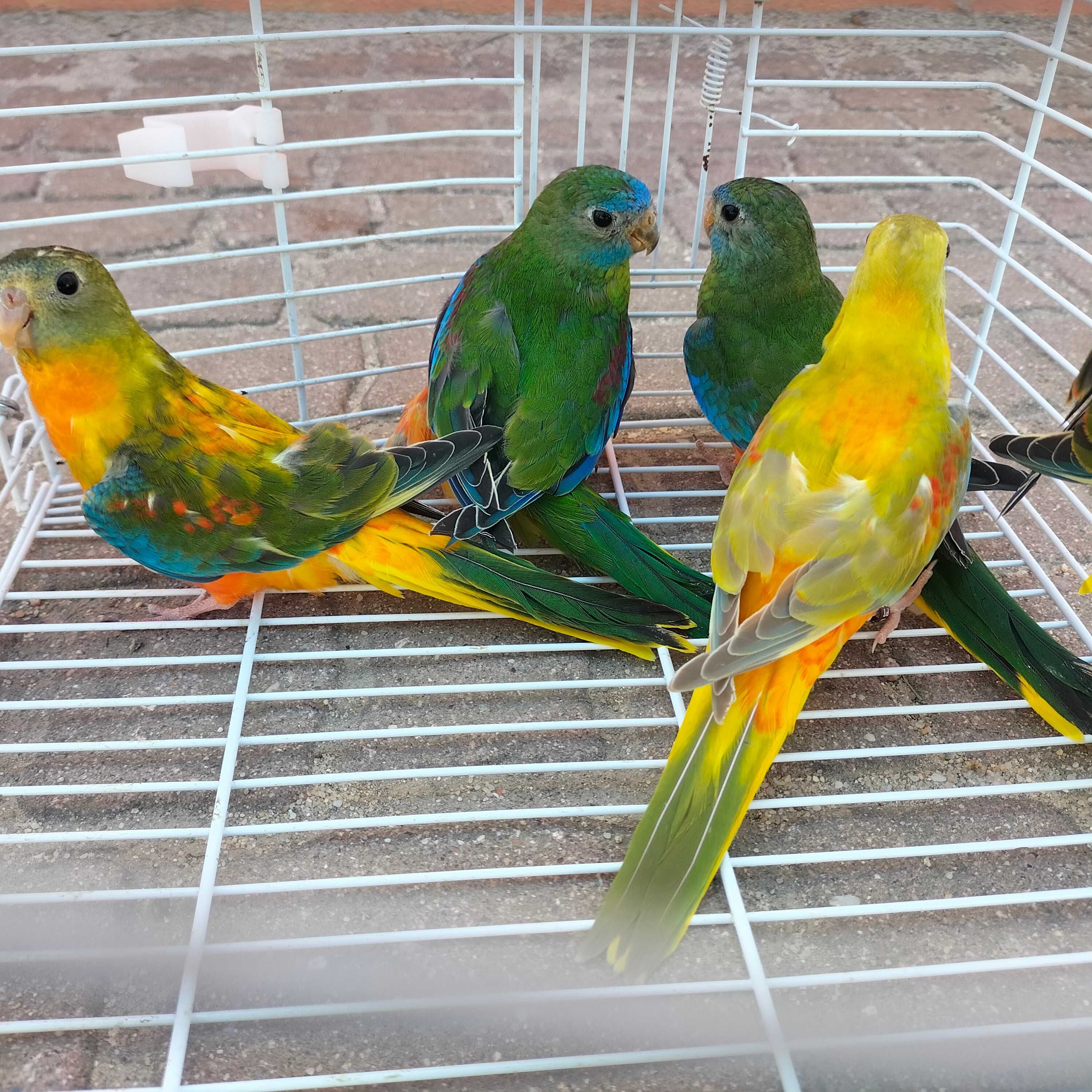 Venda Casais Turquoisines Verdes Selvagens Opalinos e Normais Opalinos