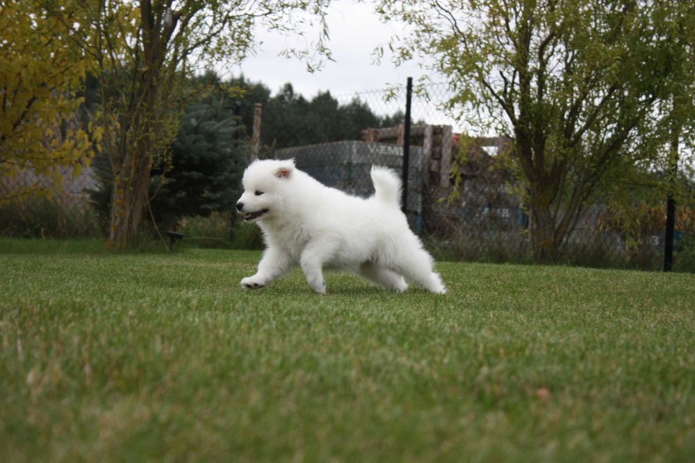 Samojed, Samoyed - suczka po championach ZKwP