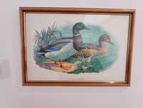 Conjunto de quadros
