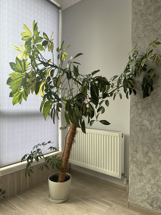 Вазон шефлера 150см