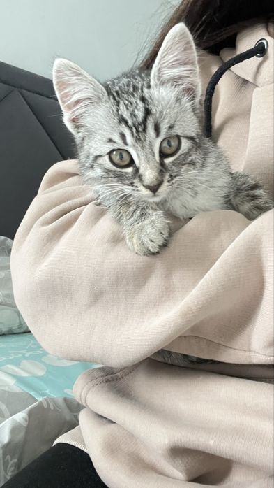 Кошенятко (дівчинка) 2 міс в добрі руки