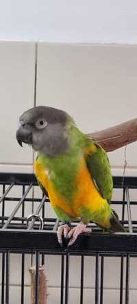 Papagaio do Senegal Fêmea