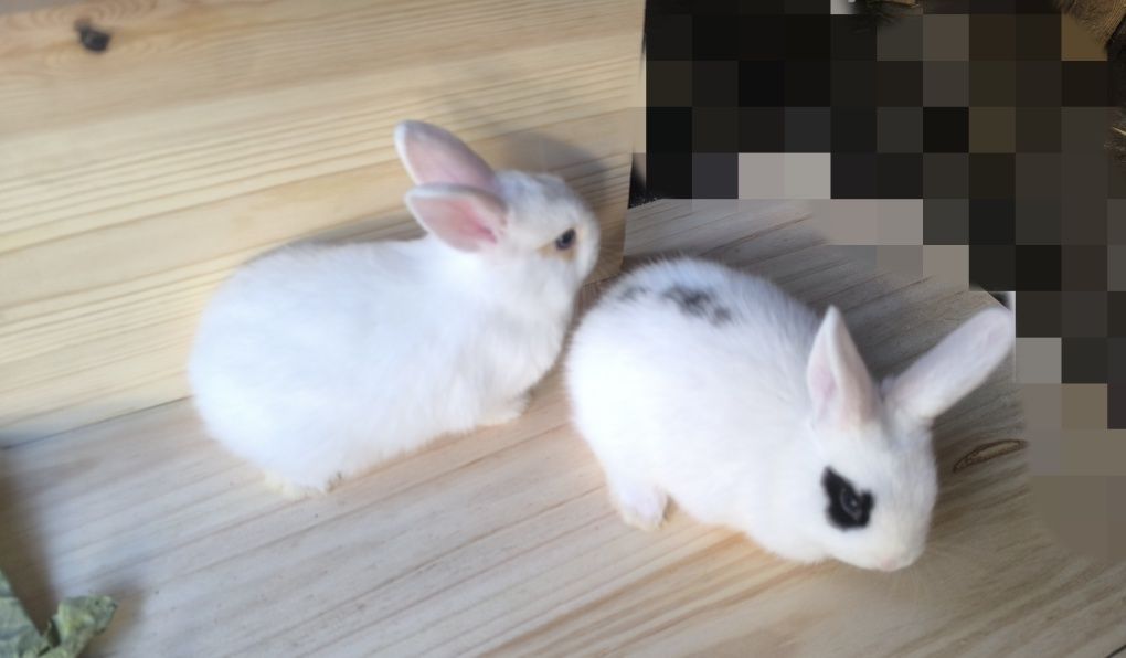Coelhos anões brancos