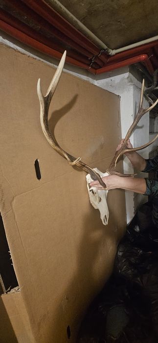 Poroże jelenia byka ósmak