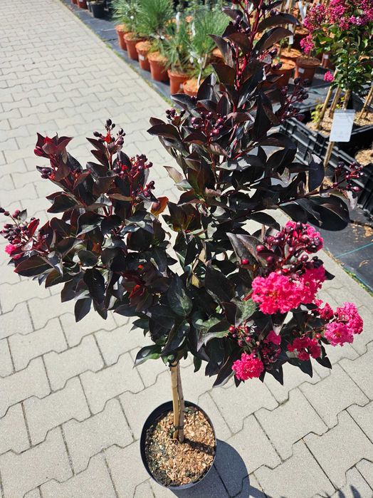 Lagerstroemia Double Dynamite 120cm C5 kwitnący krzew + nawóz gratis