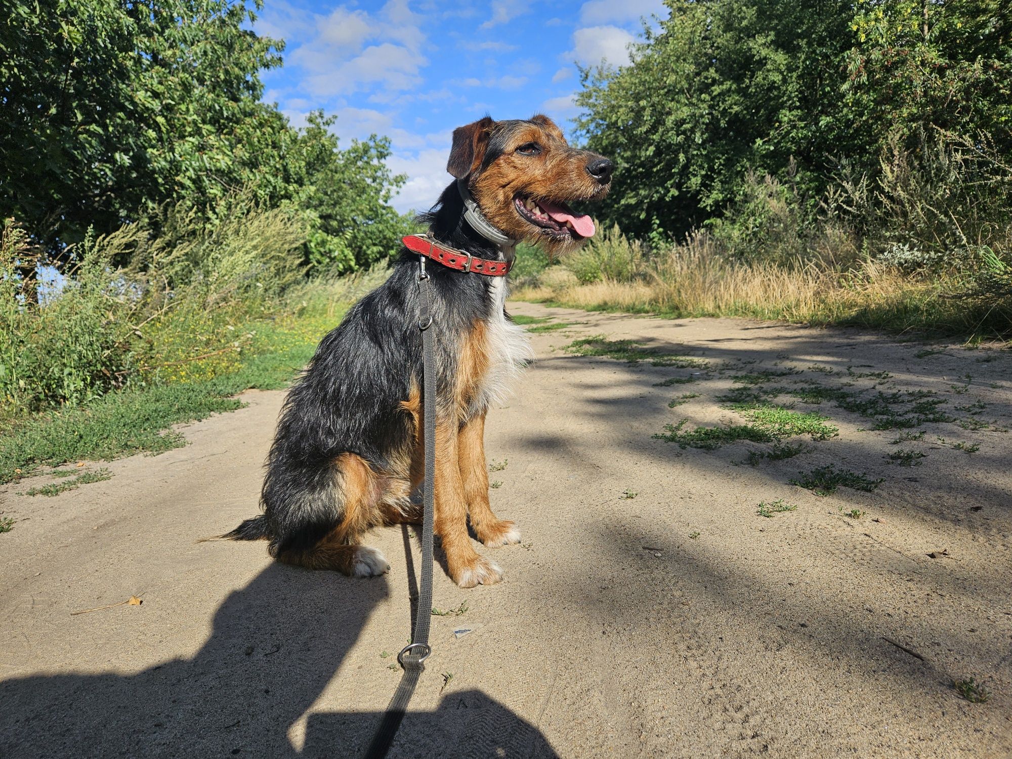 Jagdterier Czapi 3.5 roku PILNE