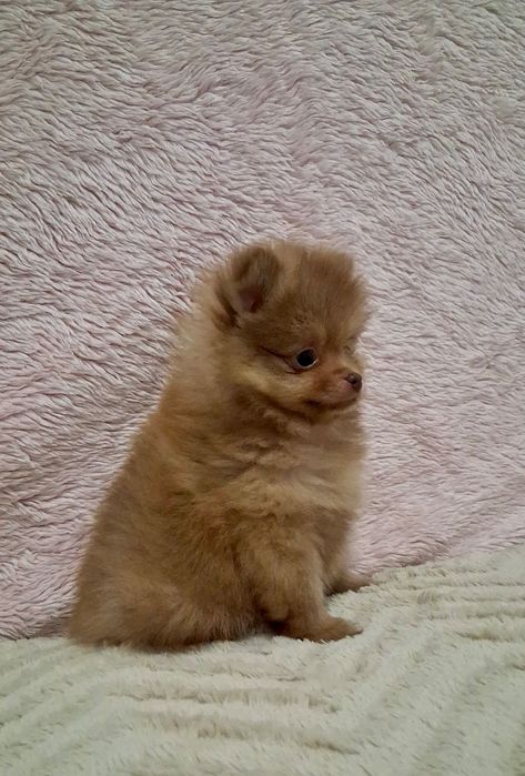 Lulu da Pomerânia Mini Olhos verdes