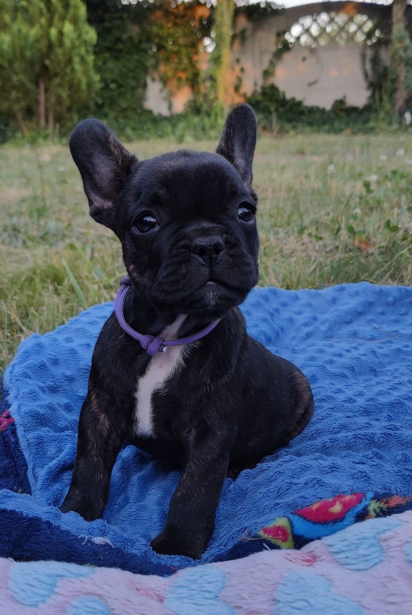 Buldog francuski suczka  ZKwP FCI