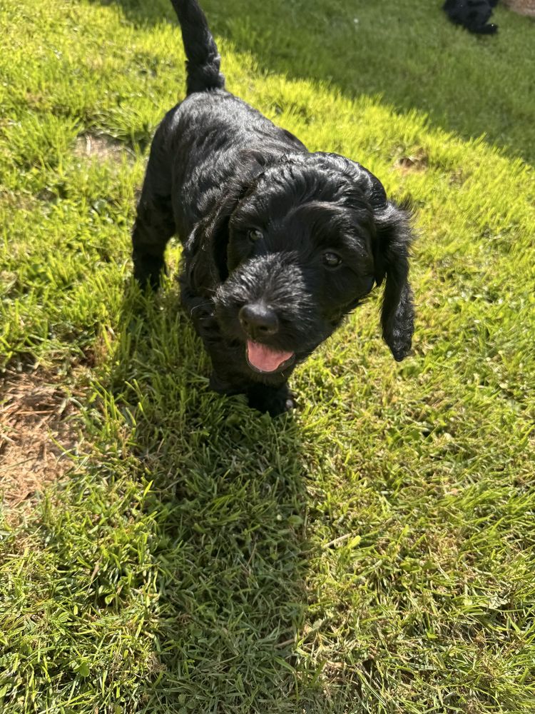Golden Doodle f1 b