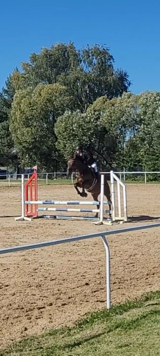 Piękna klacz skokowa