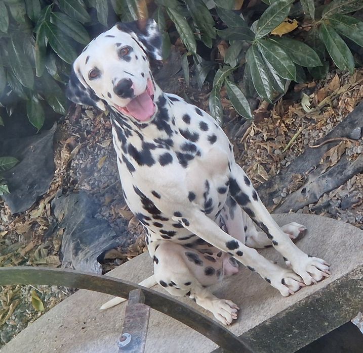 Dálmata lindíssimo