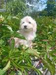 Maltipoo kremowy piesek