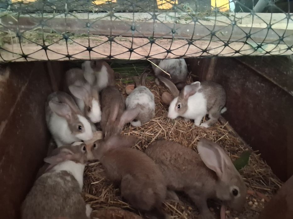 Coelhos para comer ou criar