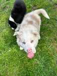 Border Collie Piesek, Red Merle Cudny