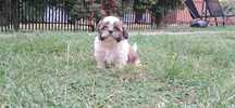 Piekny Piesek Shih tzu