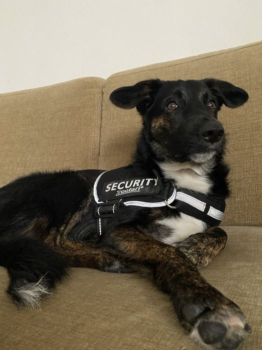 Cão para adoção responsável