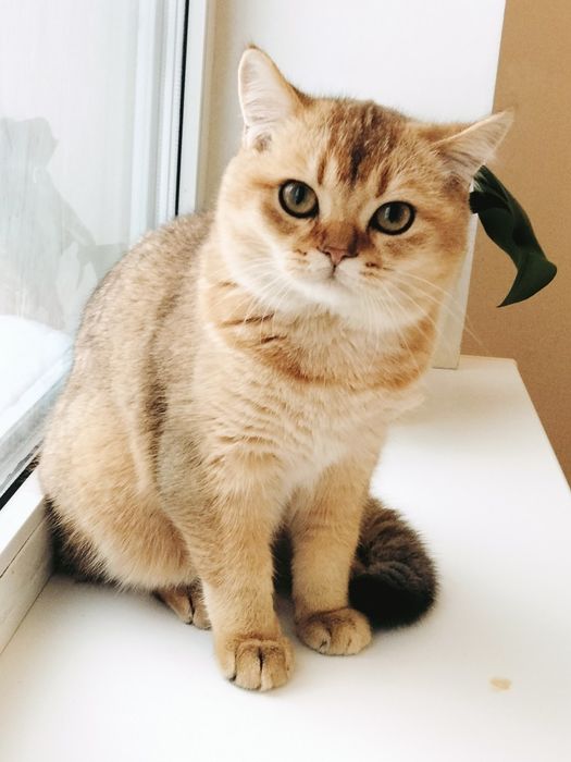 Шотландский мальчик. Золотой красавчик!