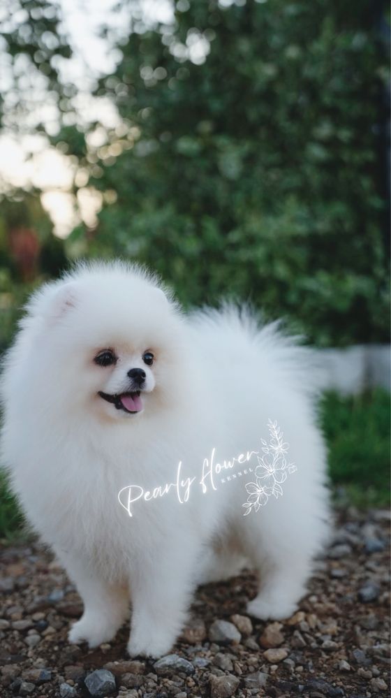 Szpic Miniaturowy, Pomeranian