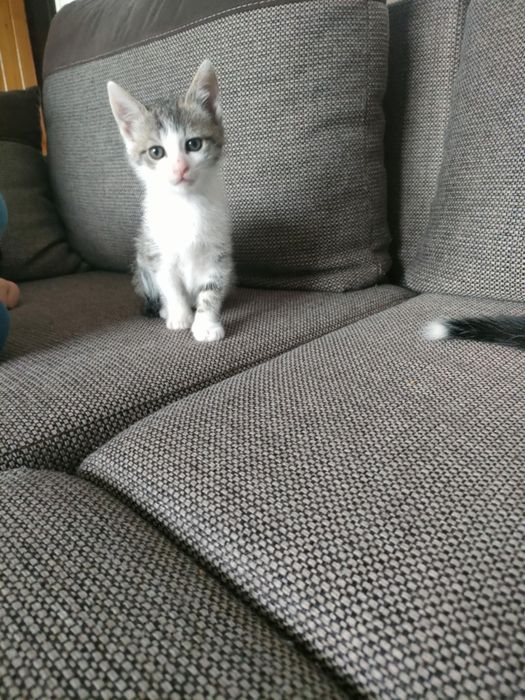 Oddam kocięta w dobre ręce