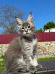 Princess-kotka Maine Coon