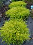 Diosma rasteiro planta