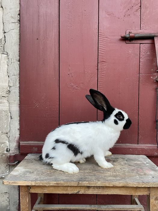 Olbrzym srokacz - czarny i niebieski