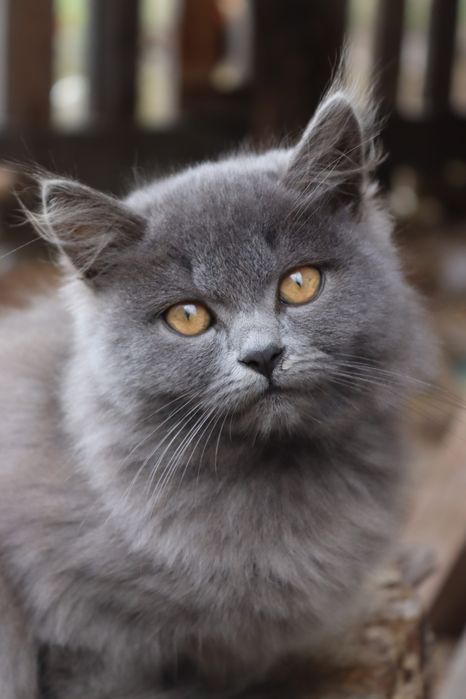 Котик і кішечка сіренькі