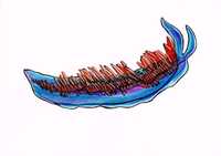Desenho ilustração original lesma marinha animal