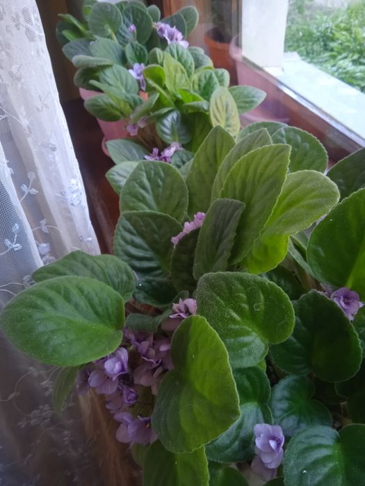 Продам фиалки в горшке