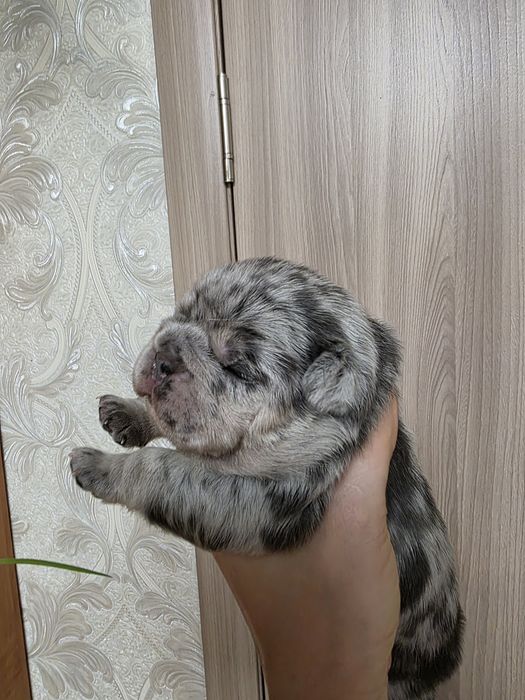 Красуня дівчинка з геном флаффі