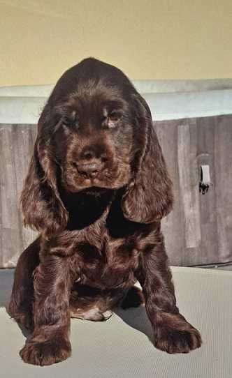 cocker spaniel czekoladowy długie uszy piękny włos