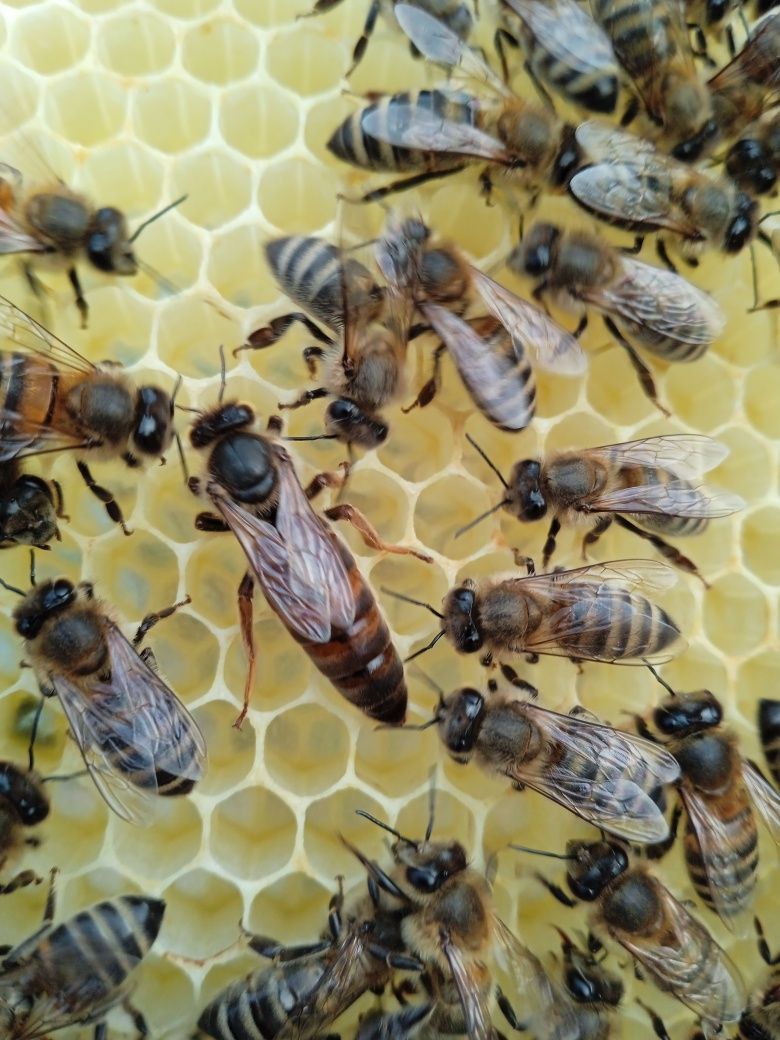 Рої бджіл на 5-6 рамок карніка.