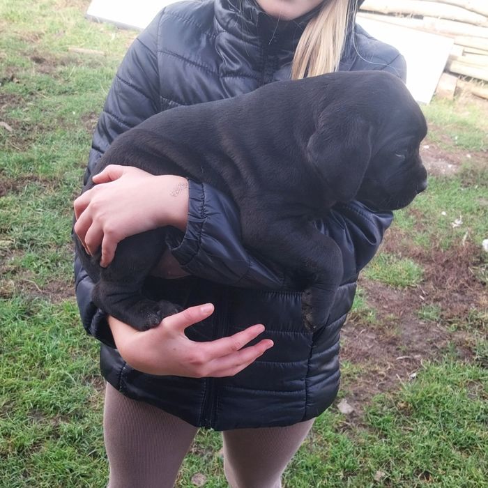 Cane Corso suczka