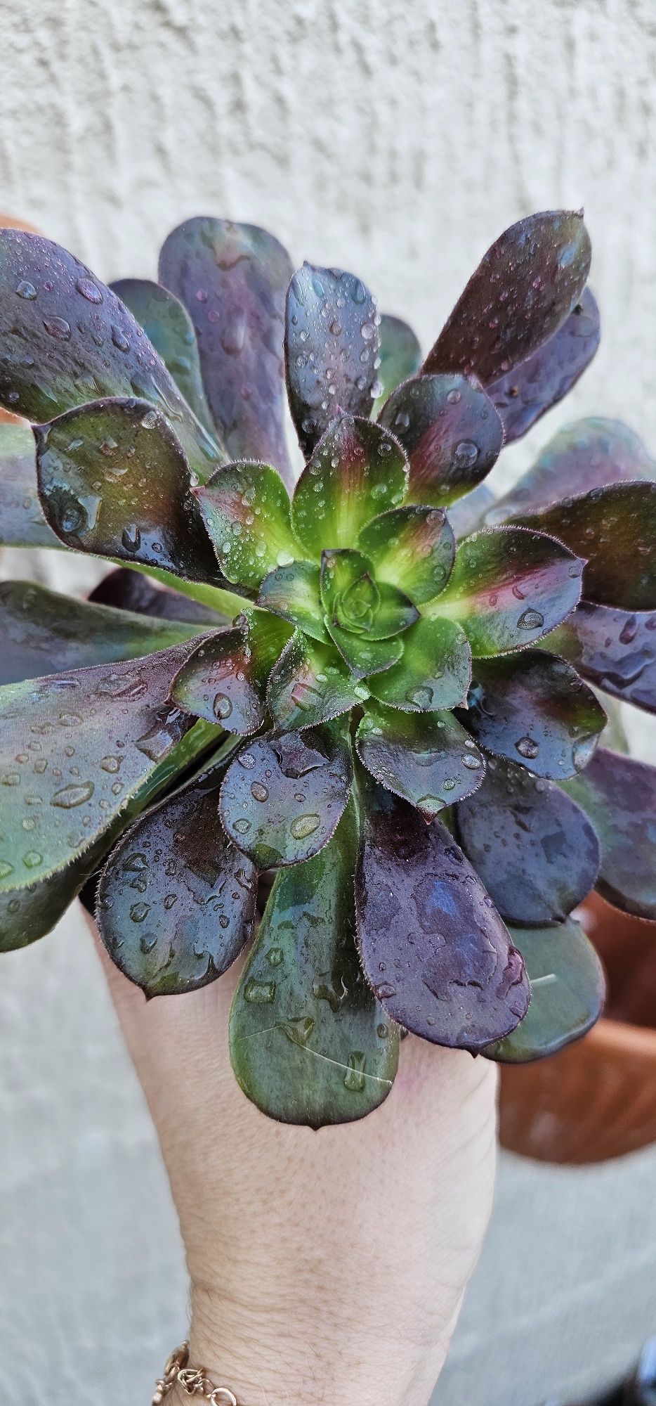 Aeonium kilimanjaro suculentas