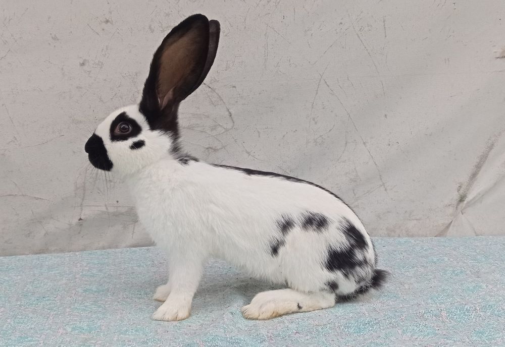 Німецький строкач