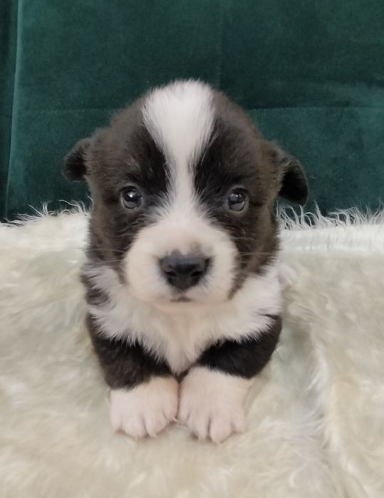 Corgi kardigan - suczka