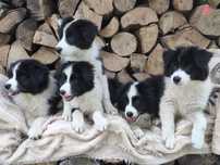 Border Collie Czarno Biały Samiec