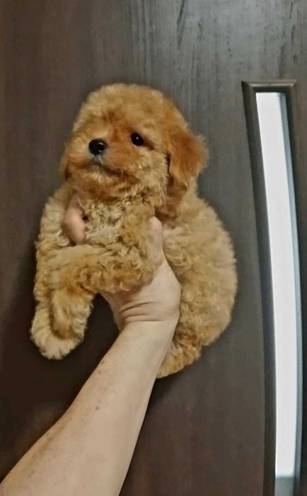 Мальтипу мини и стандарт