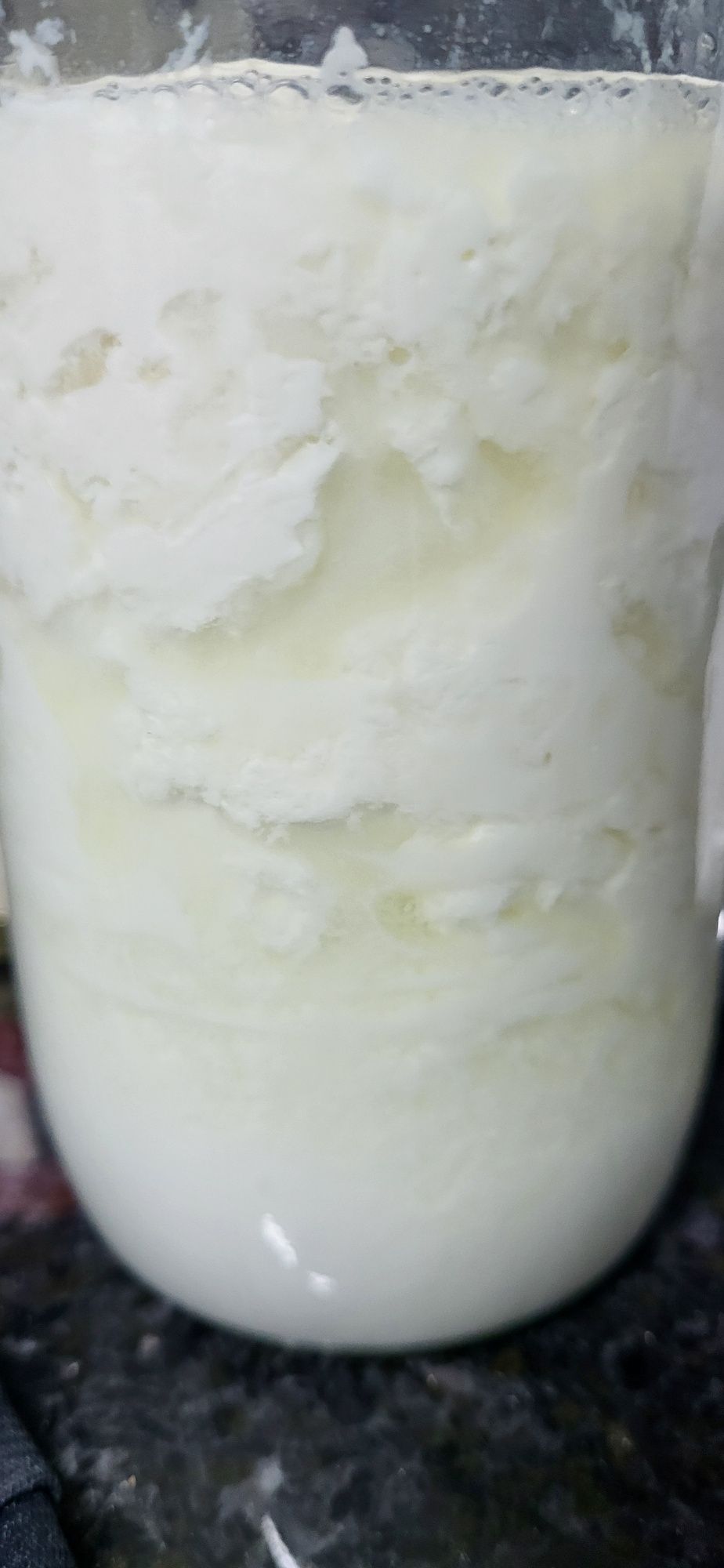 Grãos de kefir de leite