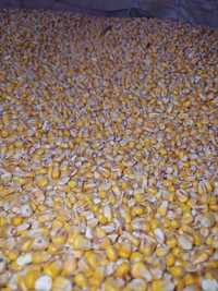 Kukurydza ziarno - czysta, bez zanieczyszczeń, suszona