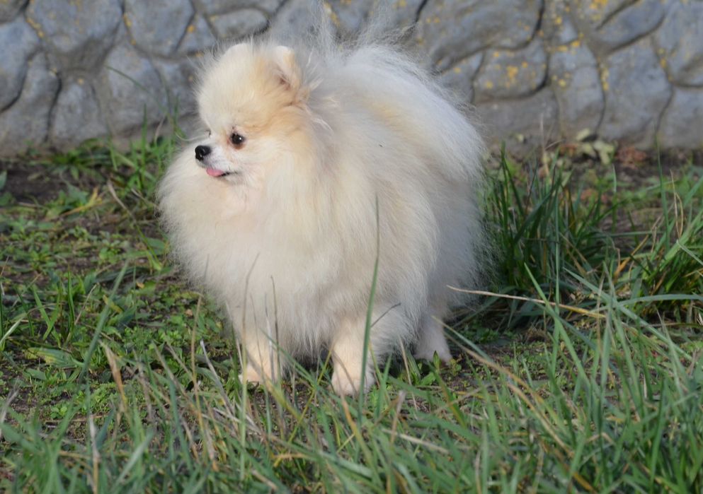 Кремовая красавица.  Померанский  ТОЙ шпиц.