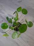 Pieniążek/pilea Mojito