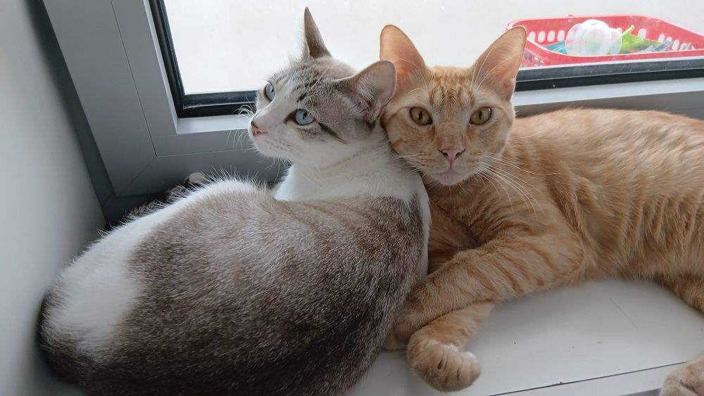 Adoção Responsável