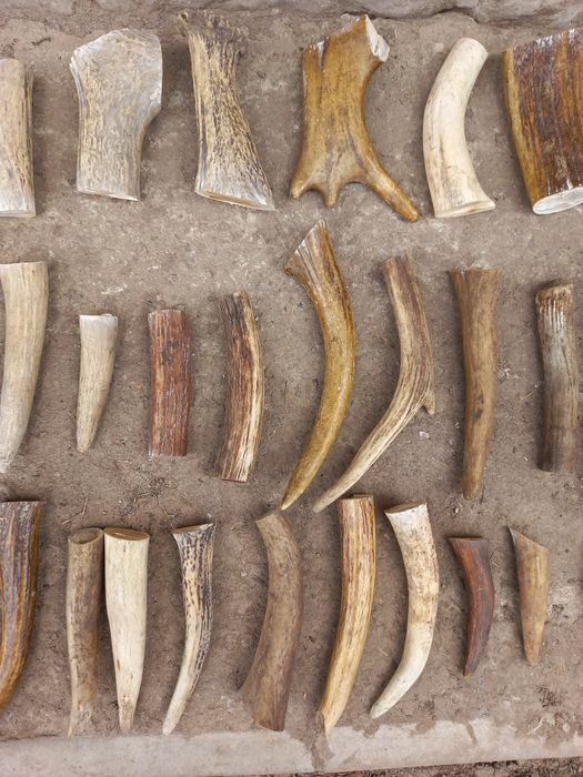 Рога для поделок