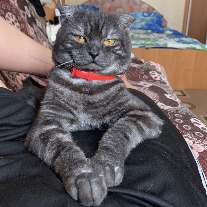 Чистокровный кот на вязку