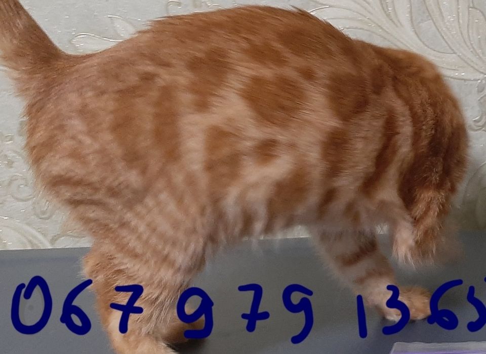 Бенгальський хлопчик рудий 3,5 місяців