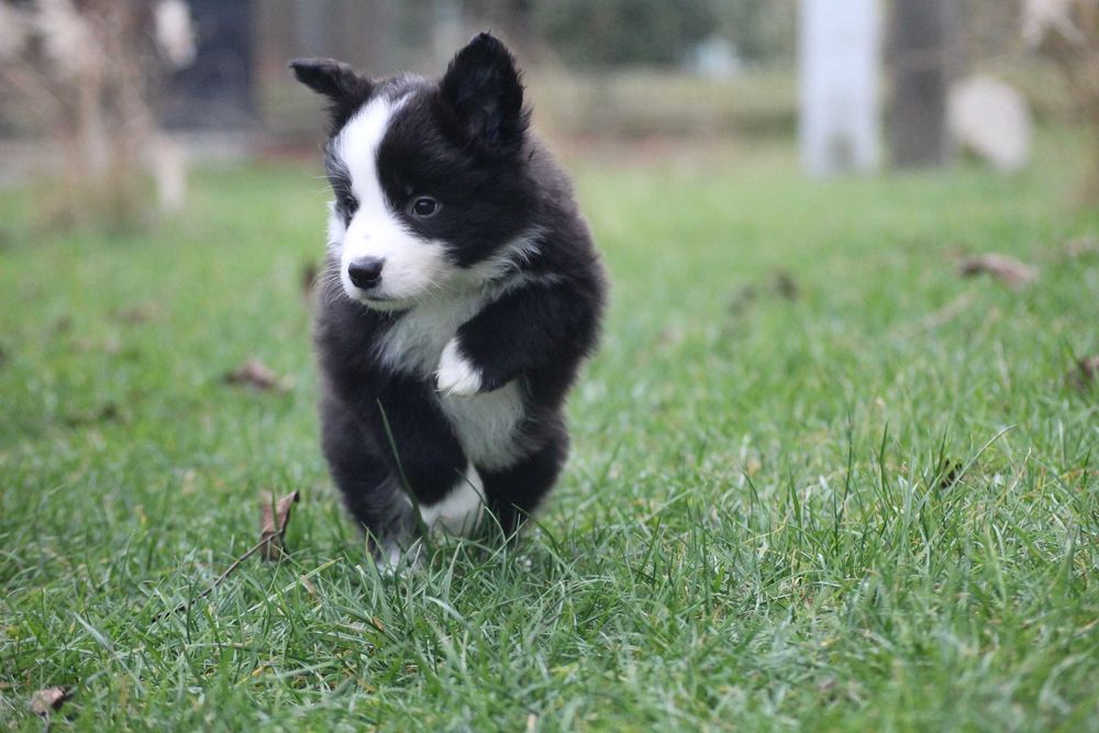 Border collie ZKwP FCI show