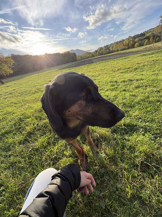 Roczny Psiak w typie beaucerona - UNIKAT