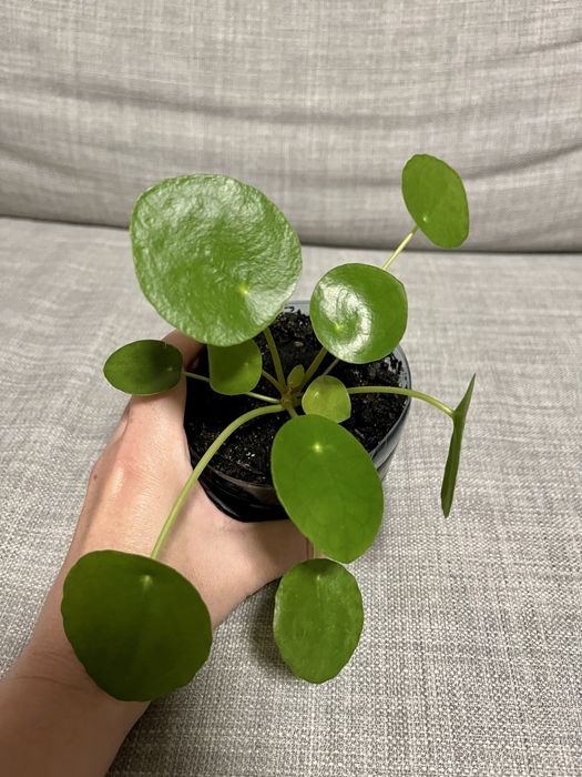 Pieniążek (pilea peperomioides)
